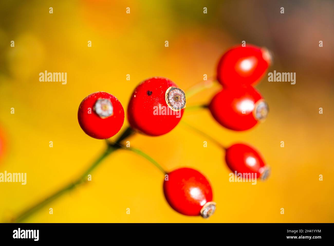 Hagebutte am Busch im Sonnenschein, Herbst Stockfoto
