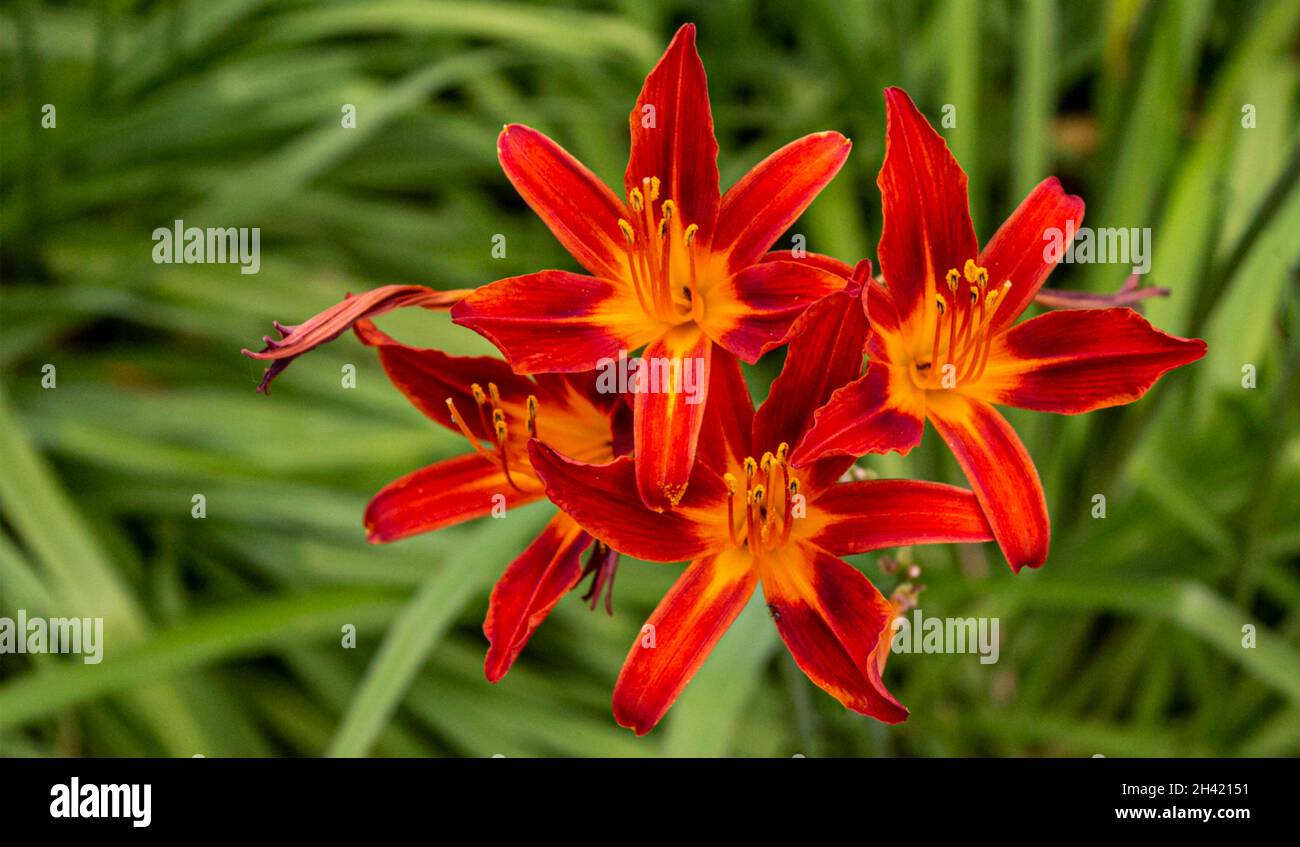 Rote Taglilien hermerocallis, Makro mit grünem Hintergrund. Geringe Schärfentiefe auf einer Blume, Betonung auf Anthern. Unscharfer Hintergrund Stockfoto