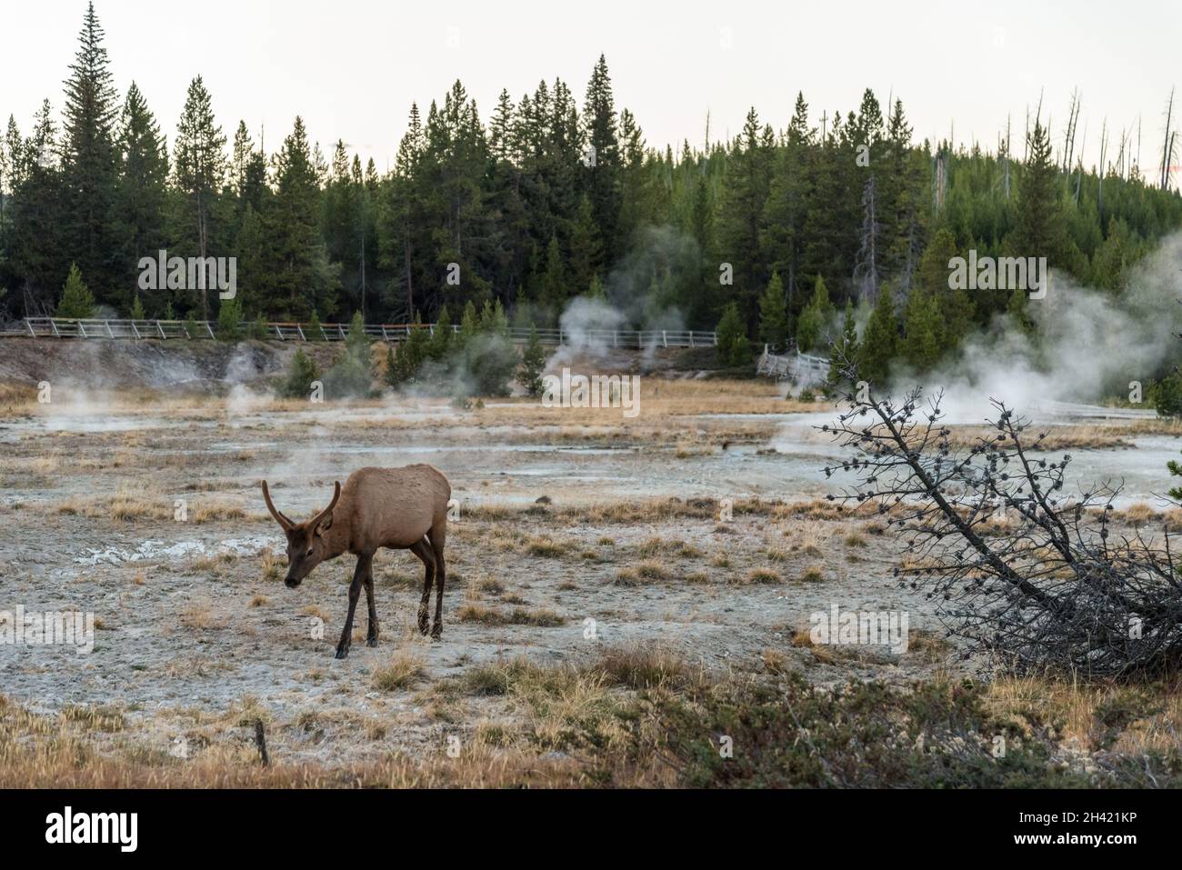 Ein einsames Maultier, das zwischen einem Schlammtopf im Yellowstone NP, USA, grast Stockfoto