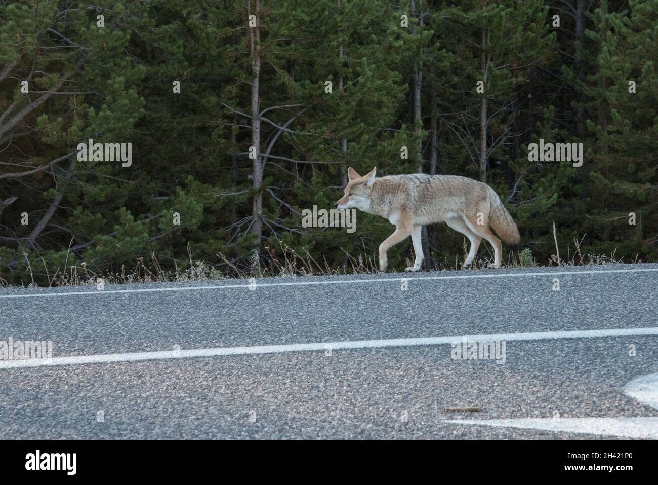 Ein Kojote, der einsam auf einer Autobahn im Yellowstone National Park, USA, herumstreift Stockfoto