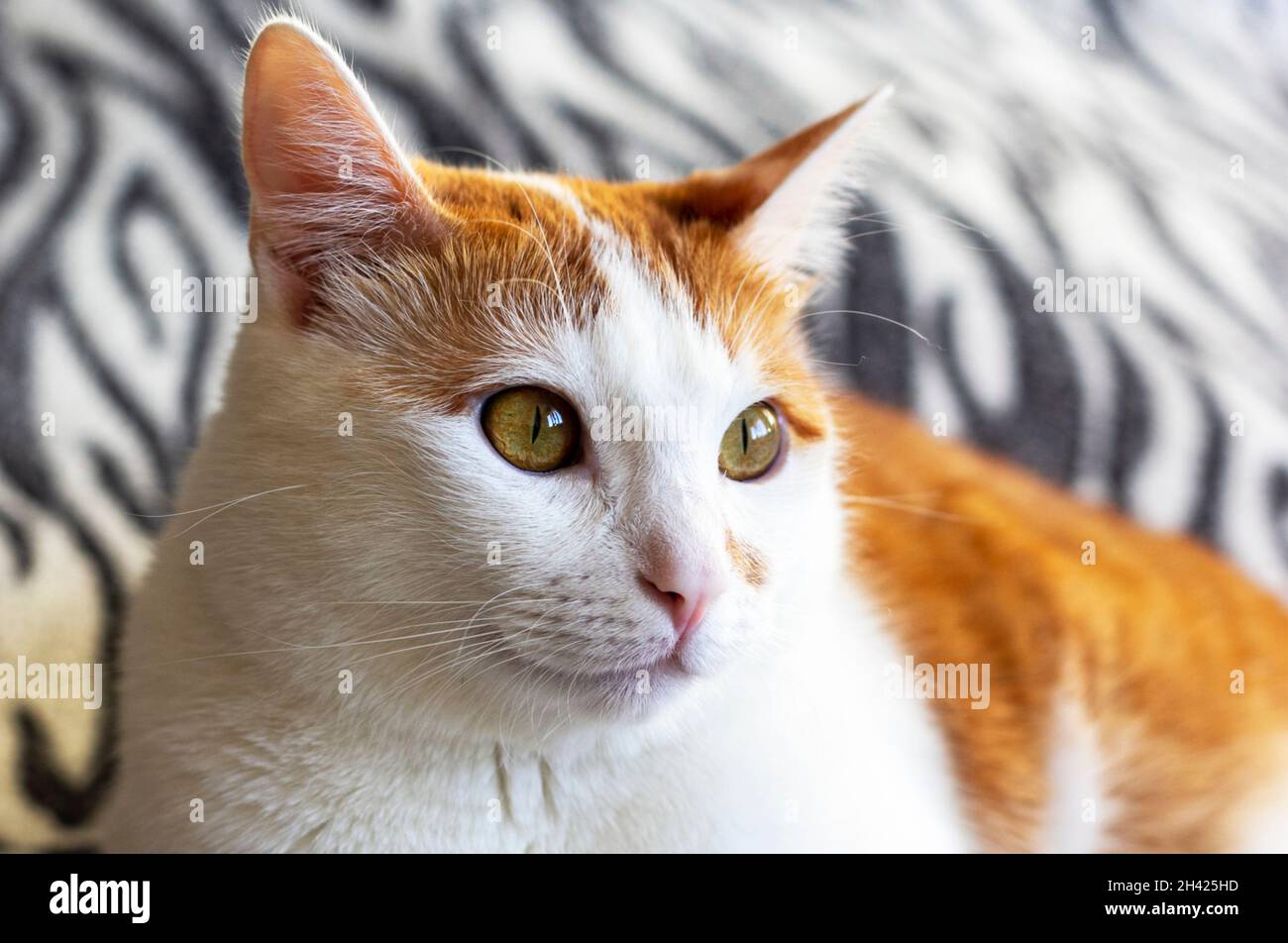 Niedliches Ingwer-Kätzchen, das auf einer mit Fell gestreiften Decke sitzt Stockfoto