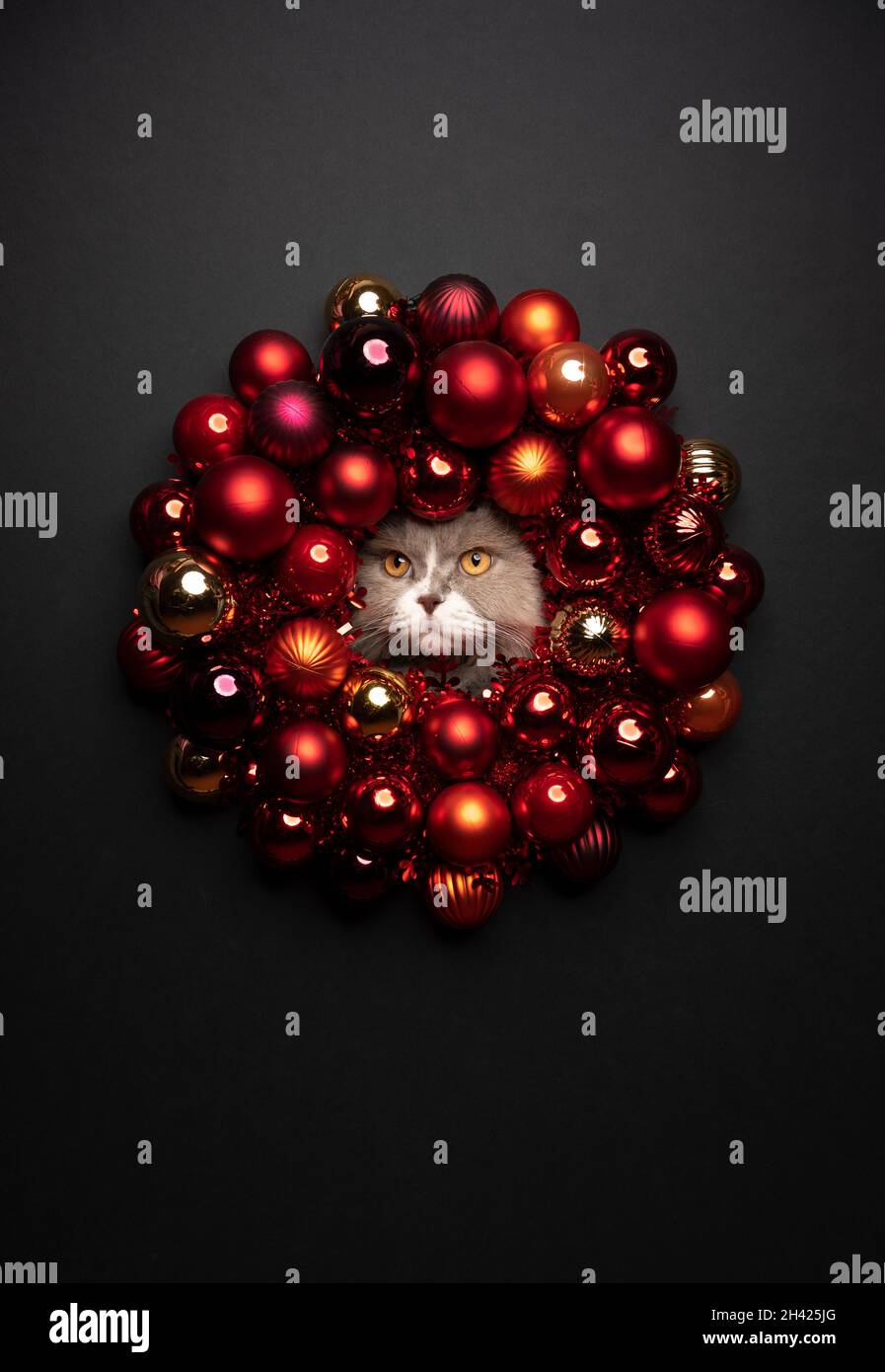 Katze weihnachtskarte Porträt mit Kopierraum. Lila weiße britische Langhaar-Katze schaut durch weihnachtskranz mit roten Kugeln Stockfoto