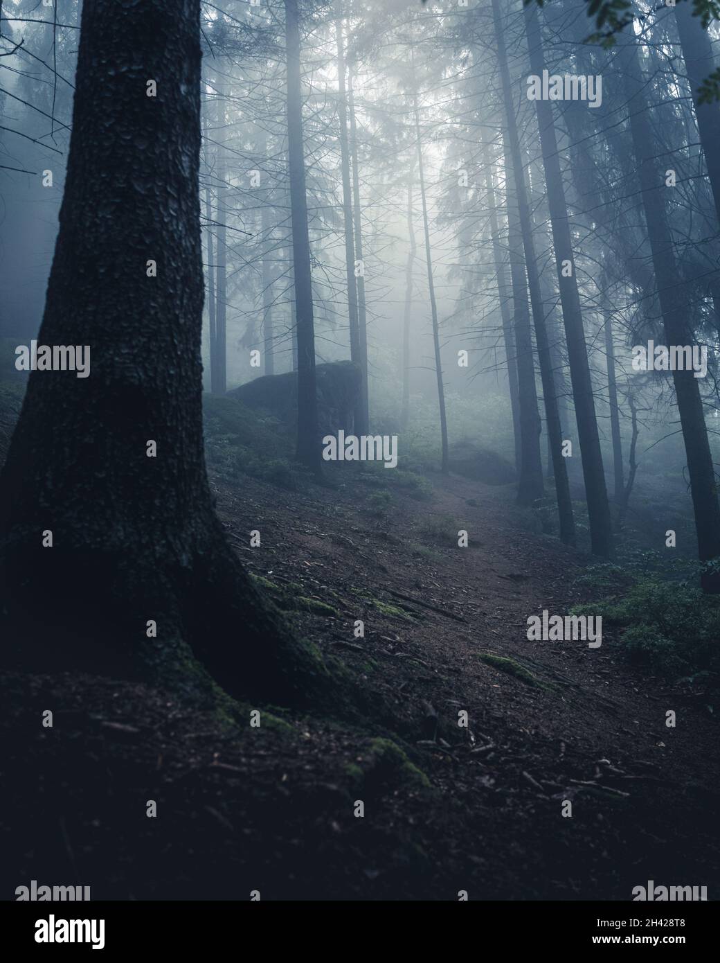 Moody und neblig mystischen Wald Stockfoto