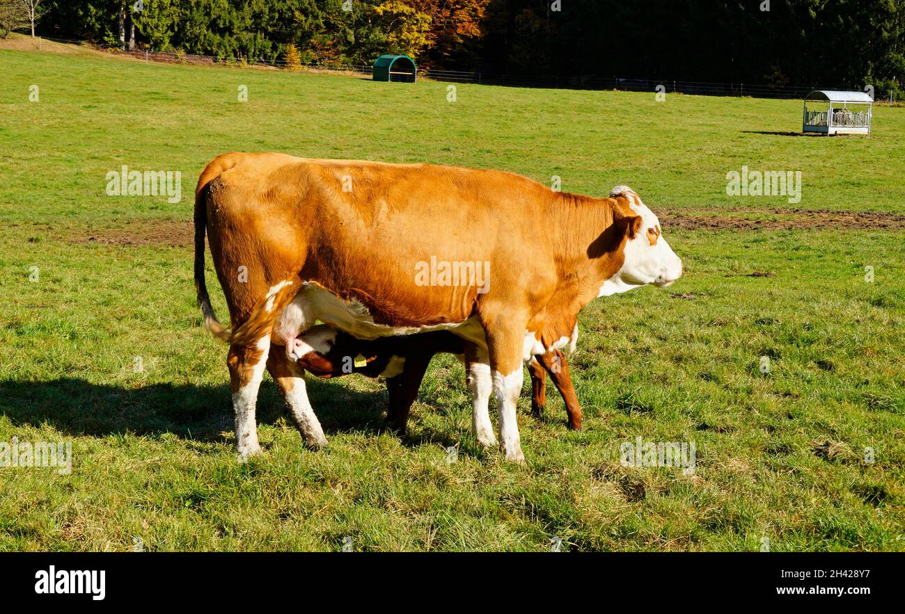 Ein süßes kleines Kalb, das an einem sonnigen Tag Milch von seiner Mutter Kuh im bayerischen Dorf Birkach trinkt Stockfoto