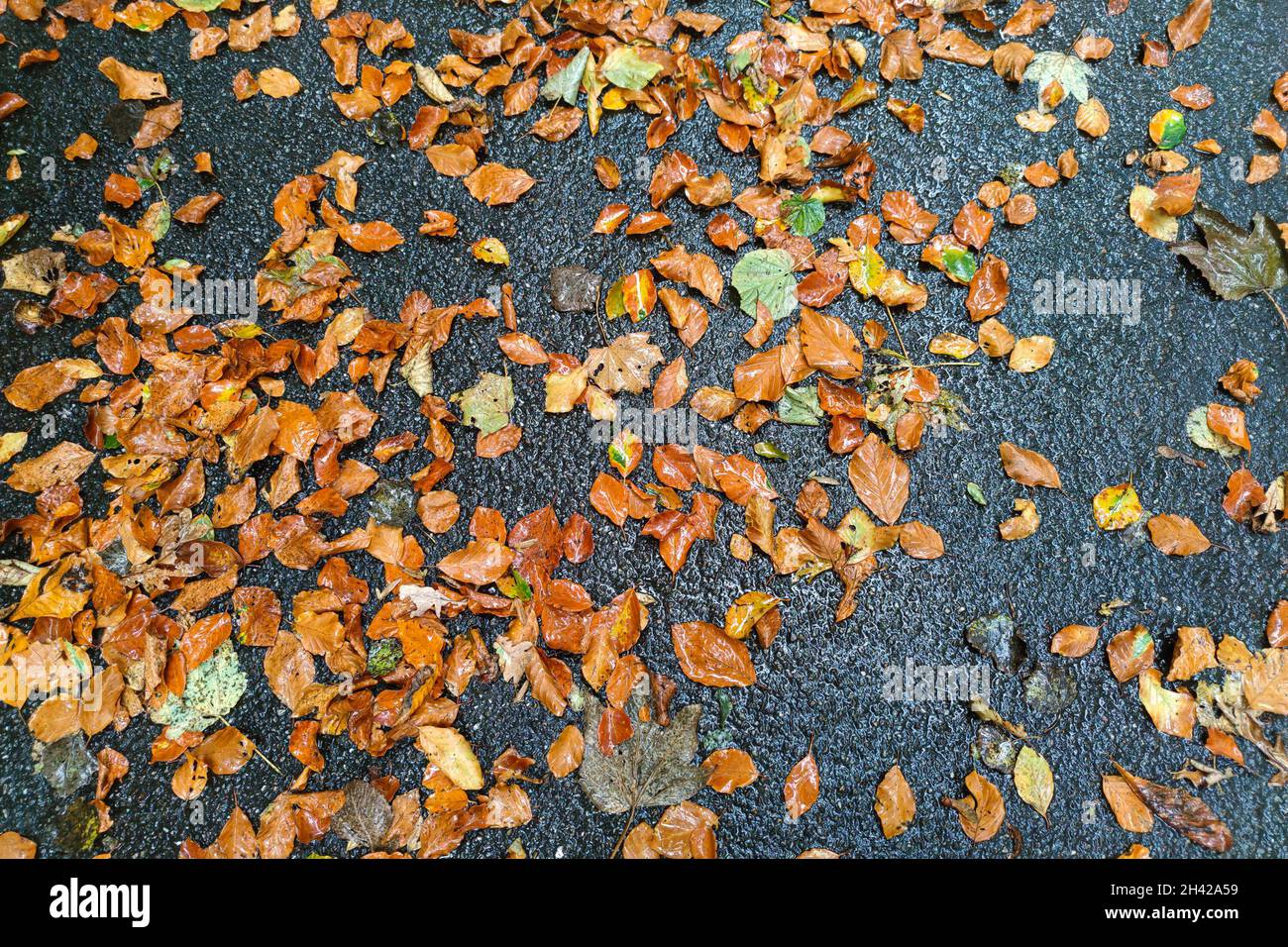 Orangefarbene und gelbe Herbstblätter vor schwarzem Hintergrund Stockfoto