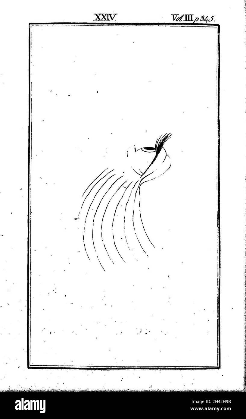 Ein Auge im Profil mit kleinen langen Falten. Stockfoto