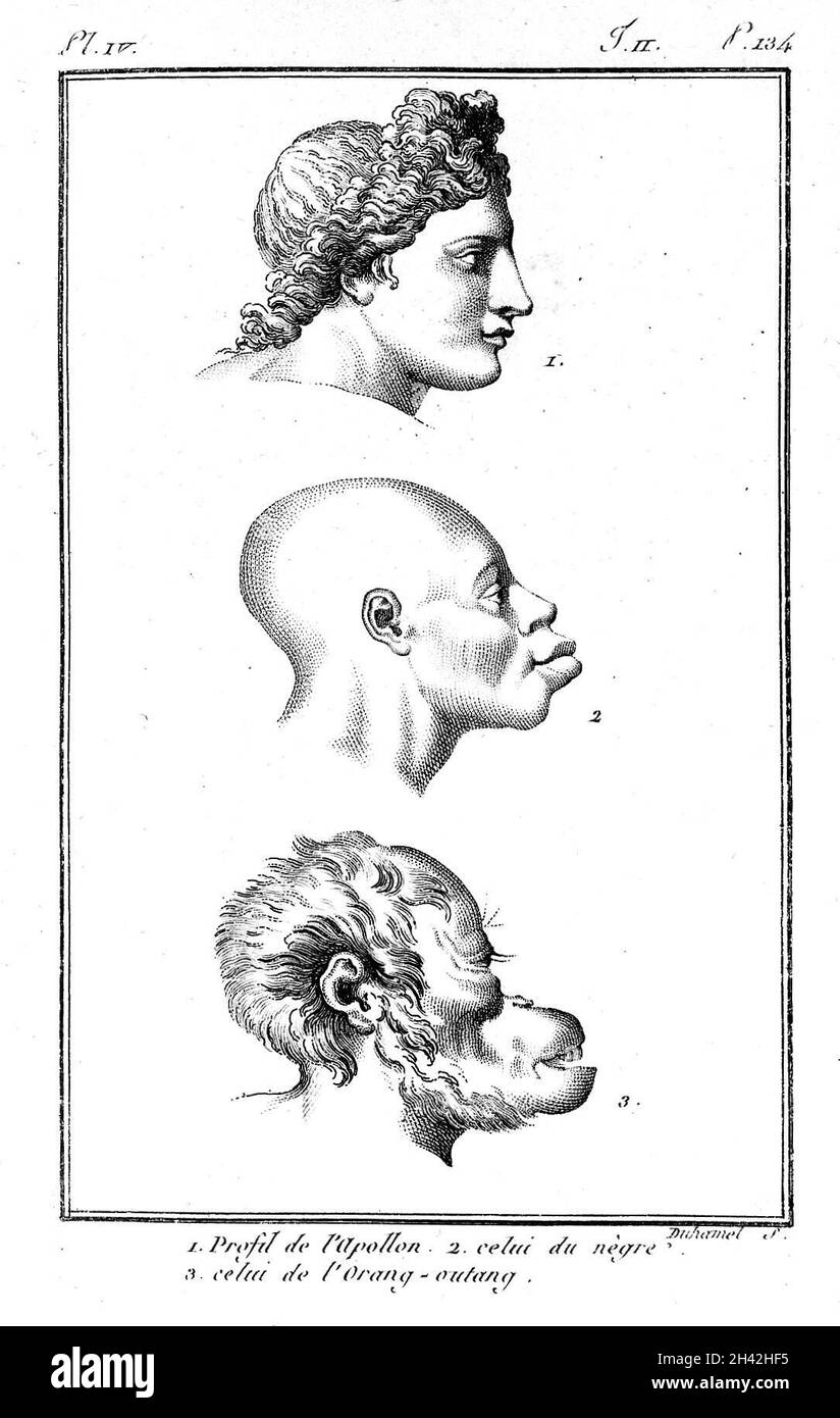 Virey 'Histoire naturelle...', 1801: Teller Stockfoto