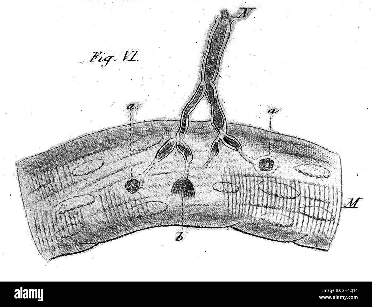 Zeigt die Beendigung des Nervs im Muskel. Stockfoto