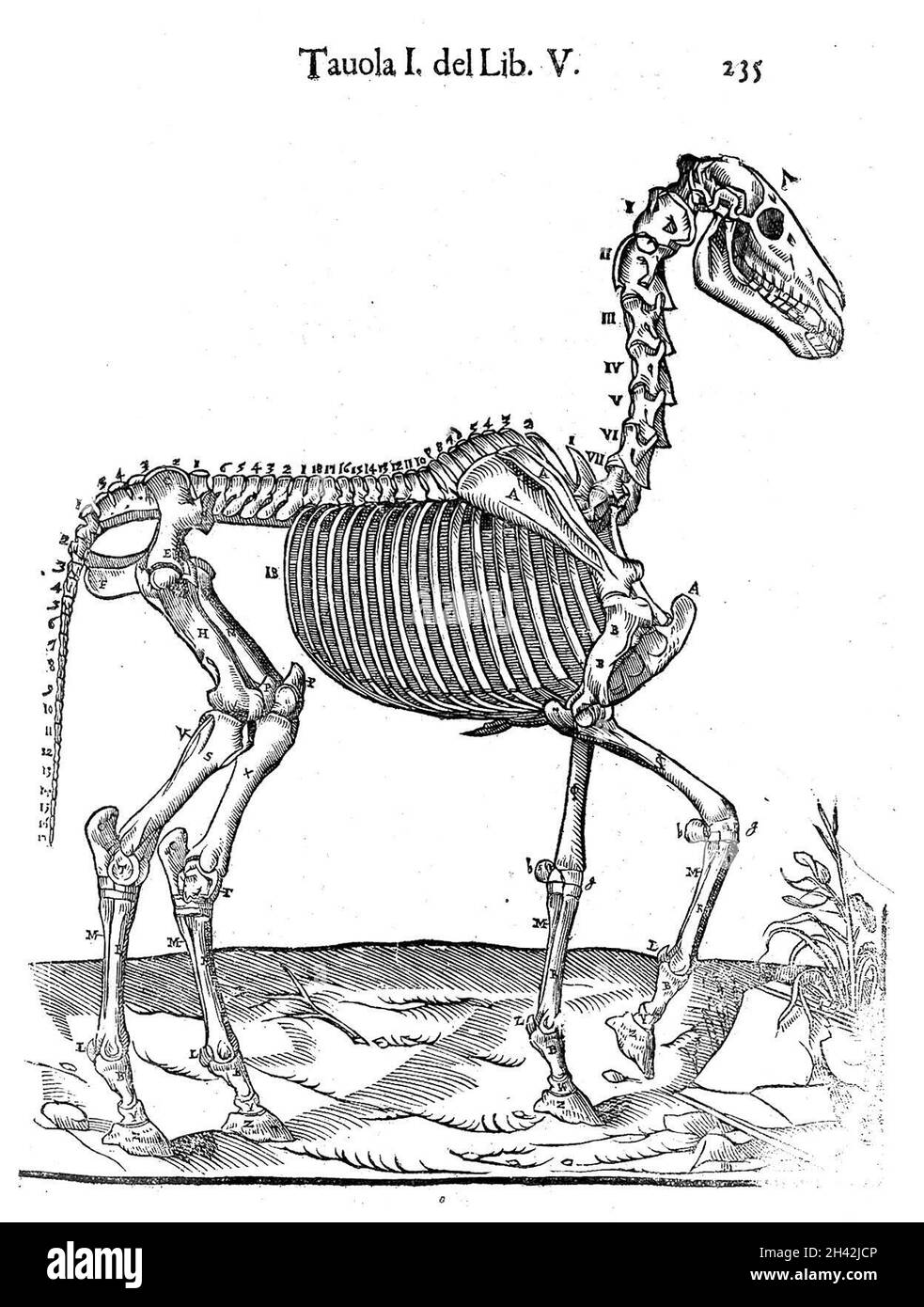 Skelett eines Pferdes, 1618 Stockfoto