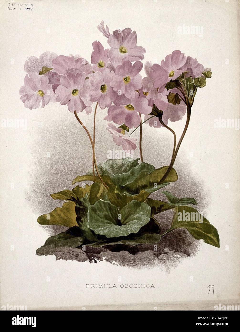 Poison primula (Primula obconica): Blühende Pflanze. Chromolithographie, c. 1897, nach H. Moon. Stockfoto