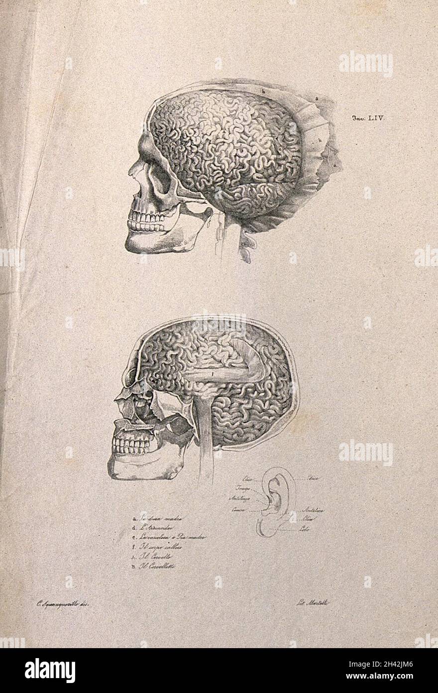 Schädel, Gehirn und Ohr: Drei Figuren, darunter zwei Querschnitte eines Schädels und ein Diagramm eines Ohres. Lithographie von Martelli nach C. Squanquerillo, ca. 1840. Stockfoto