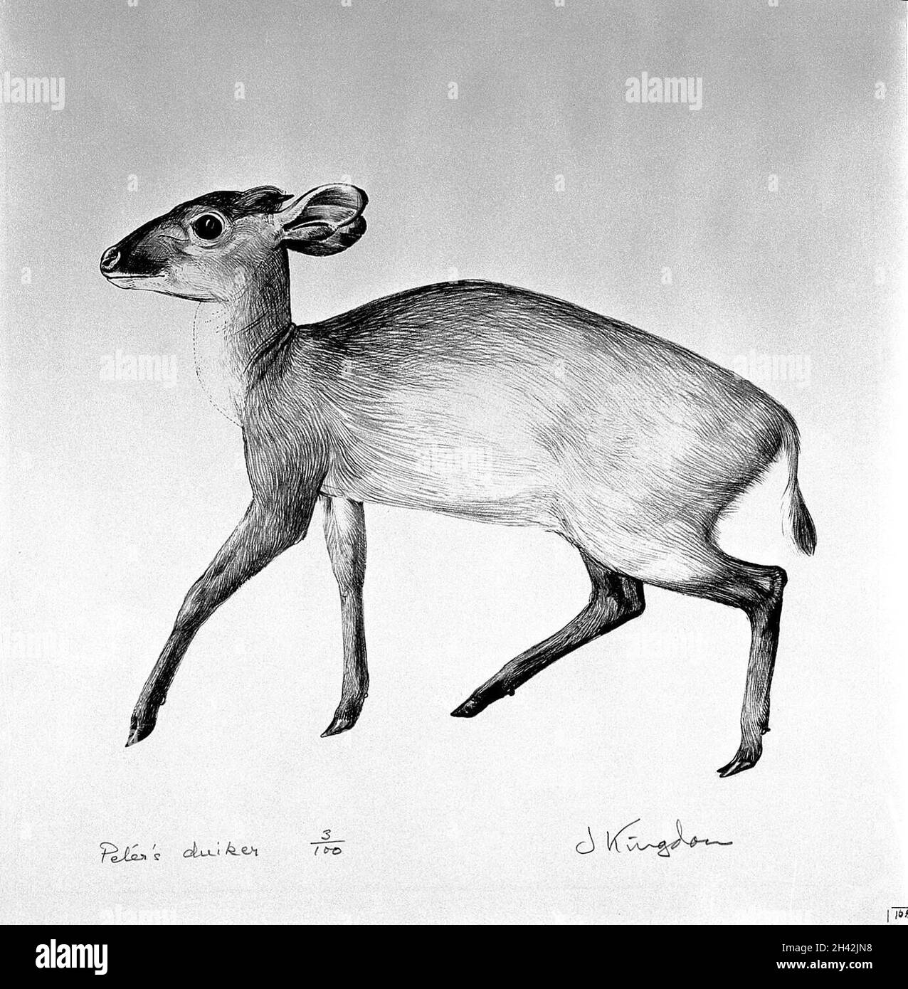 Eine Antilope (Peters Duiker). Lithographie von Jonathan Kingdon. Stockfoto