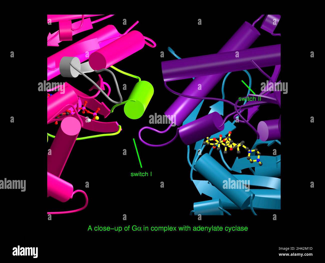 Trimerisches G-Protein, molekulares Modell Stockfoto
