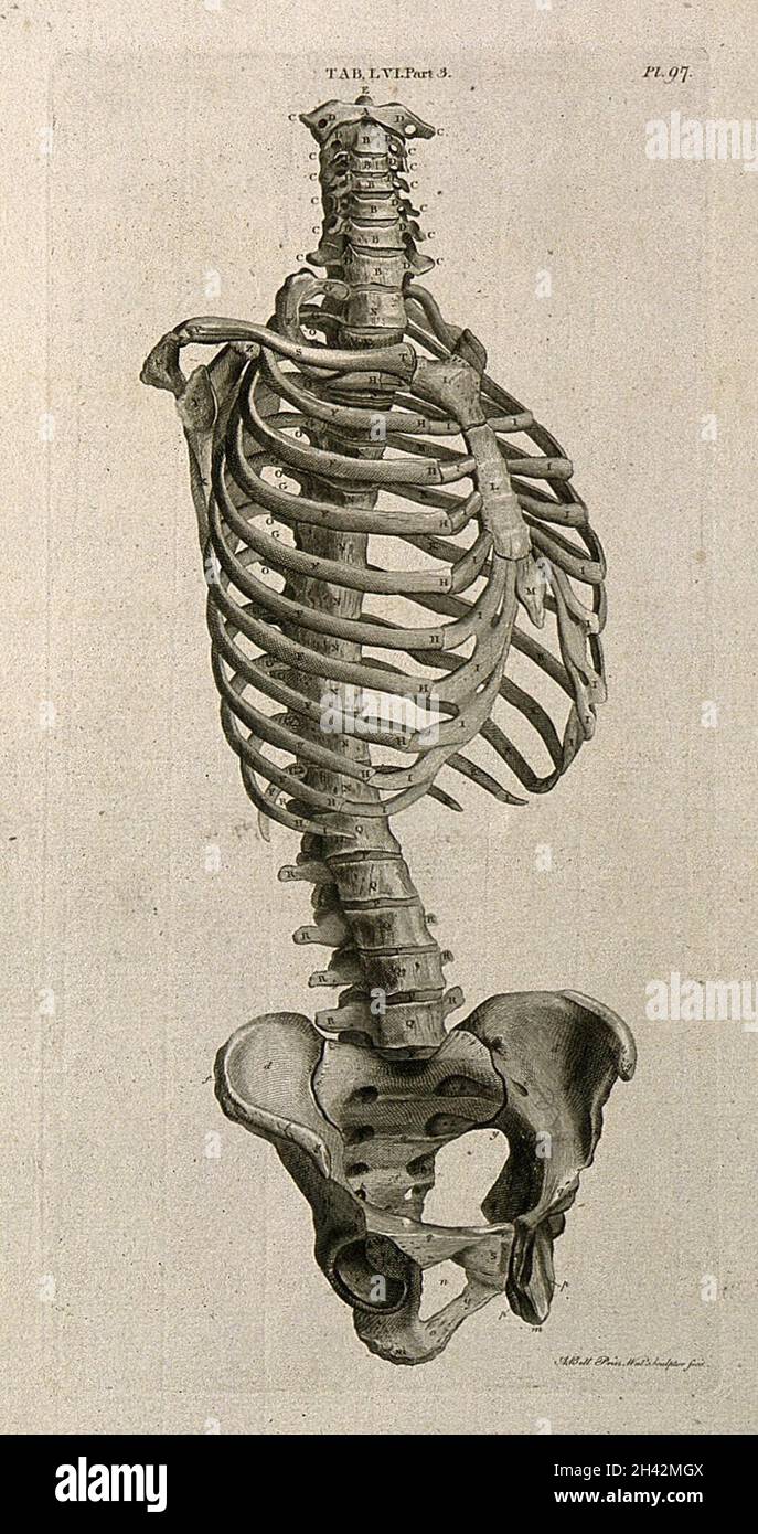 Der Stamm des Skeletts: Seitenansicht. Linienstich von A. Bell nach J.-J. Die 1798-Jahre-Alt-In. Stockfoto