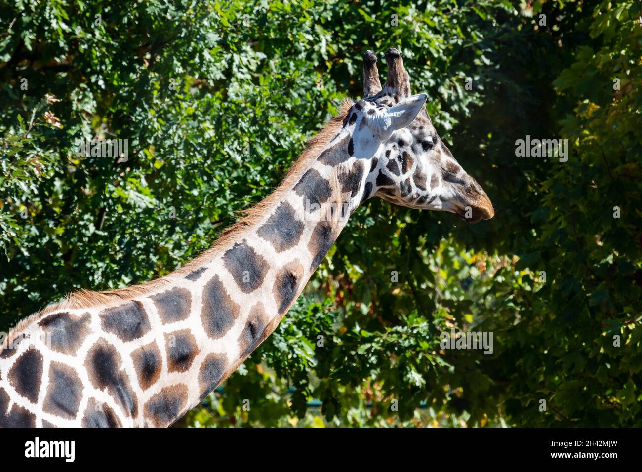 Rothschilds Giraffe. Säugetiere und Säugetiere. Landwelt und Fauna. Wildtiere und Zoologie. Natur- und Tierfotografie. Stockfoto