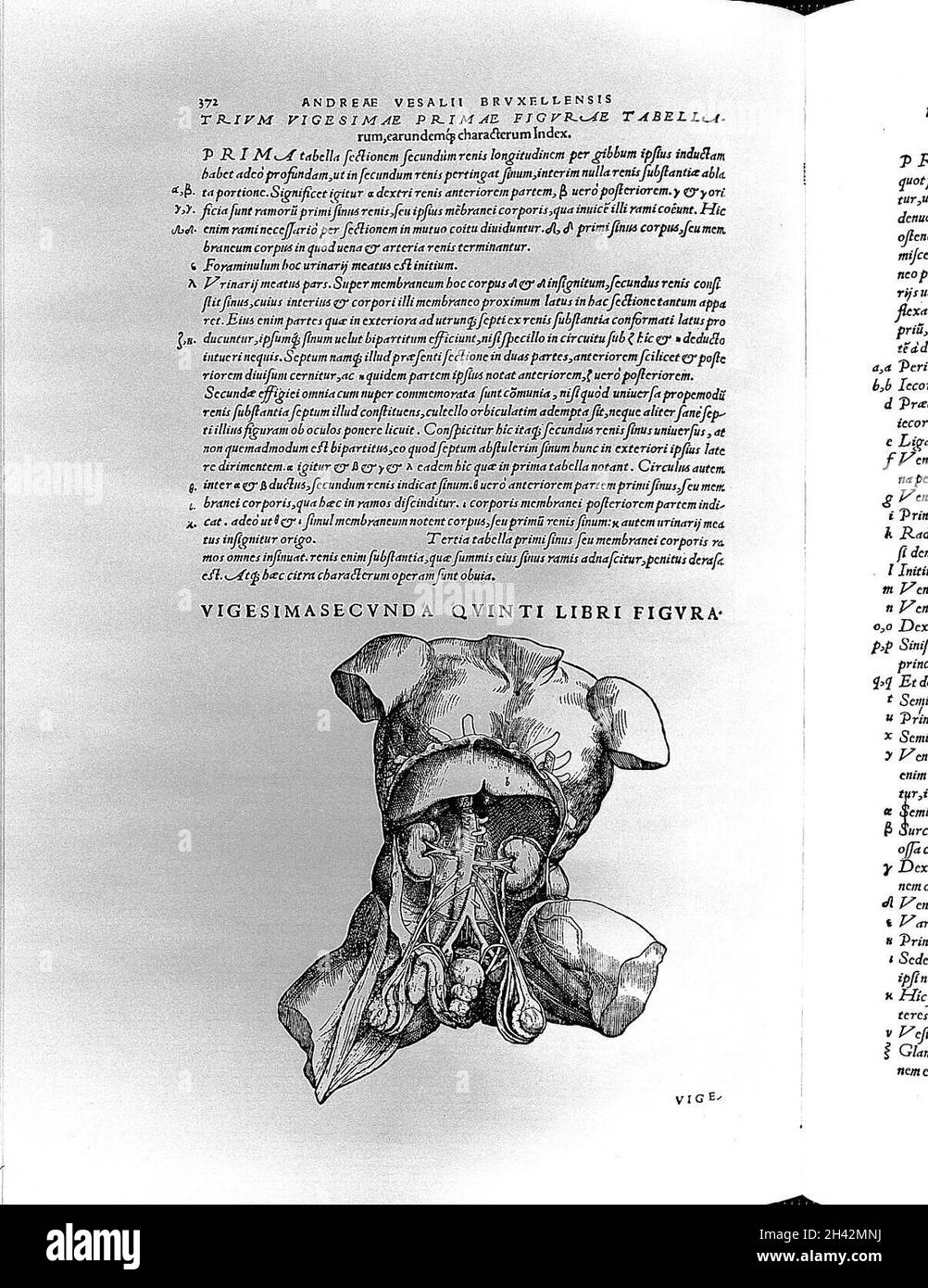 A. Vesalius, De humani corporis fabrica, Stockfoto