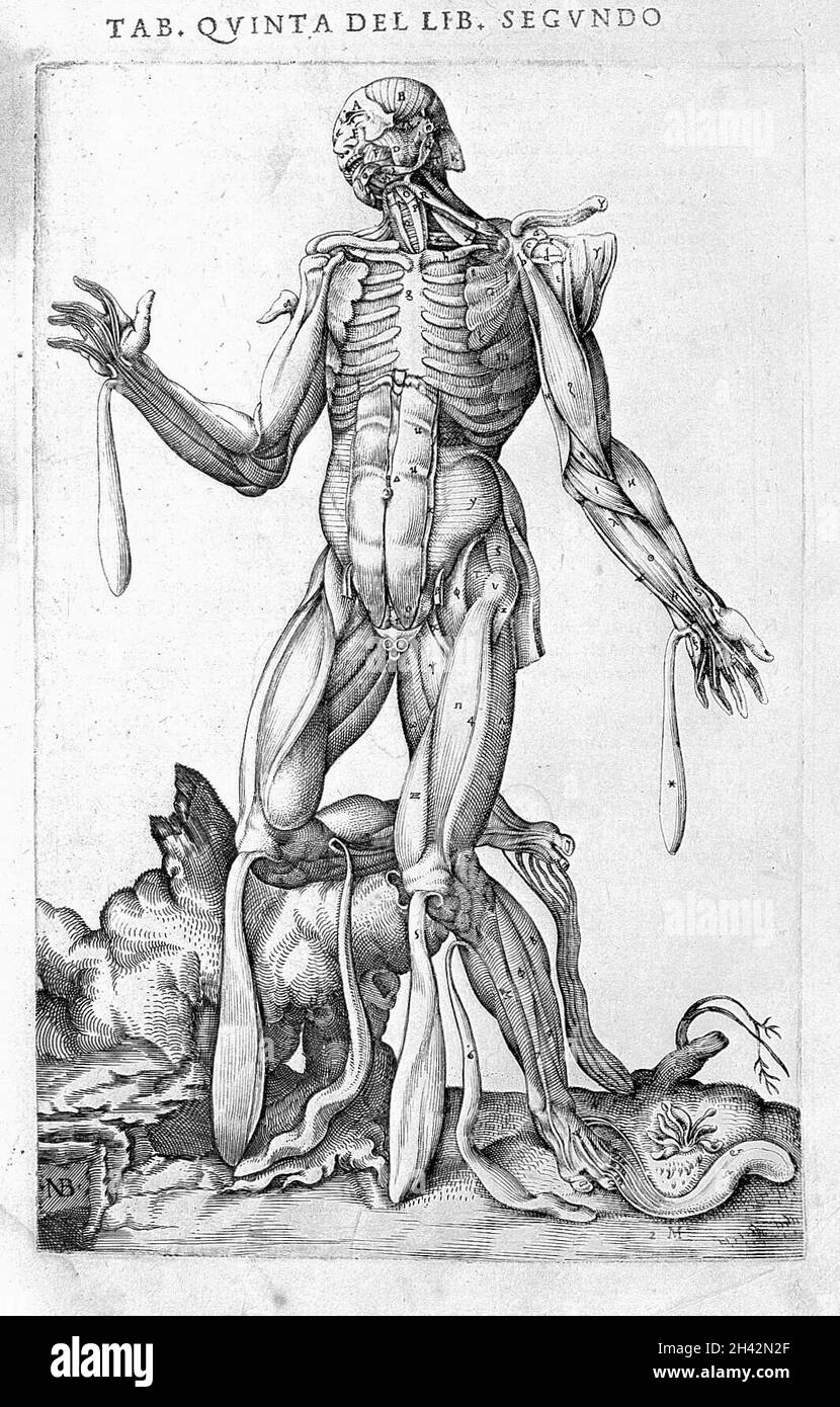 Männliche Figur, die Haut entfernt, um Muskeln freizulegen. Stockfoto