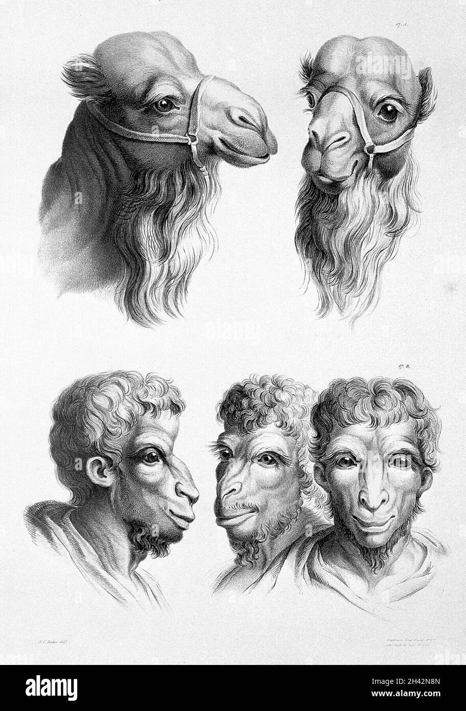 Eine Serie lithographischer Zeichnungen, die das Verhältnis zwischen der menschlichen Physiognomie und der Brute-Schöpfung illustrieren Stockfoto