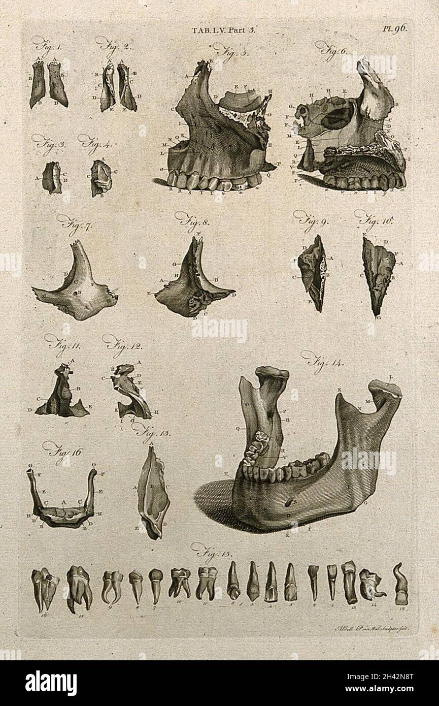 Kieferknochen und Zähne. Linienstich von A. Bell nach J.-J. Die 1798-Jahre-Alt-In. Stockfoto