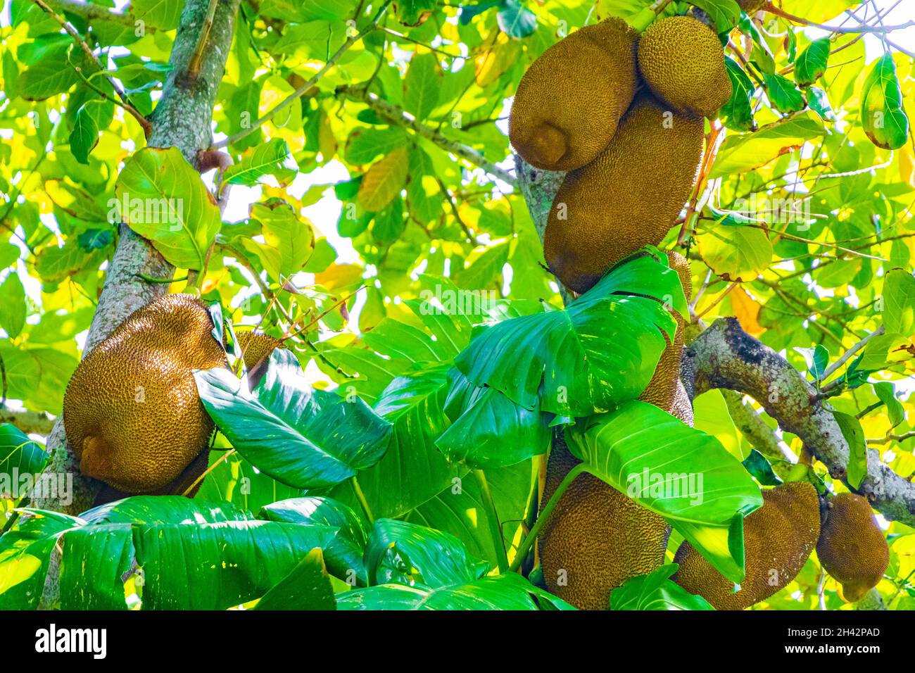 Jackfruit Artocarpus heterophyllus wächst auf einem Buchsenbaum in der Natur von Rio de Janeiro Brasilien. Stockfoto