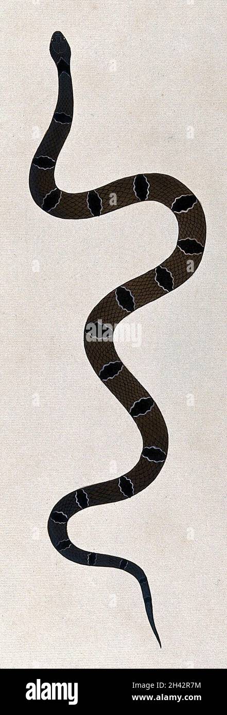 Eine Schlange, dunkelgrün/braun, mit dunkelbraunen ovalen Markierungen oder weißen Querbändern. Aquarell, ca. 1795. Stockfoto