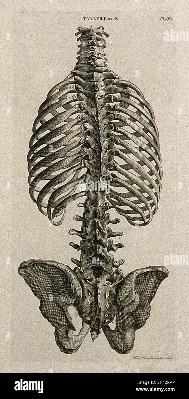 Der Stamm des Skeletts: Hintere Ansicht. Linienstich von A. Bell nach J.-J. Die 1798-Jahre-Alt-In. Stockfoto