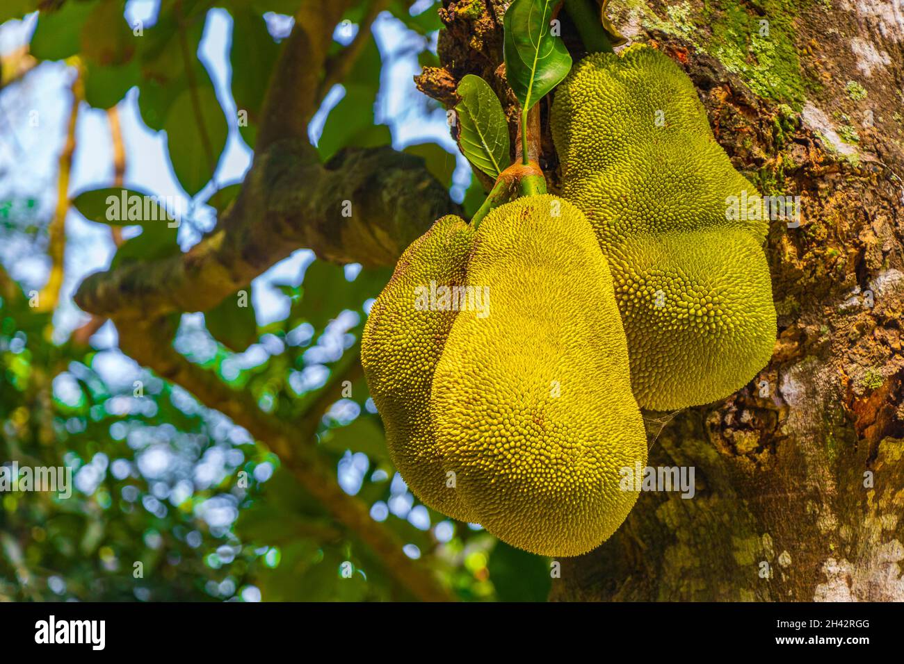 Jackfruit Artocarpus heterophyllus wächst auf einem Buchsenbaum in der Natur von Rio de Janeiro Brasilien. Stockfoto