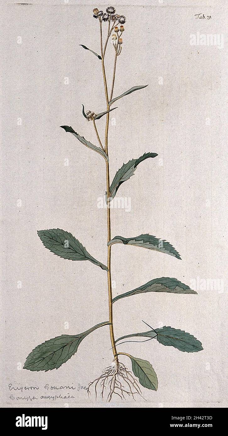 Fleaban (Erigeron sp.): Blühender und fruchtiger Stamm. Farbstich nach F. von Scheidl, 1776. Stockfoto