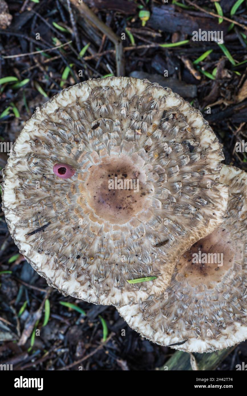 Eine Art Sonnenschirmpilz (Macrolepiota sp.) Stockfoto