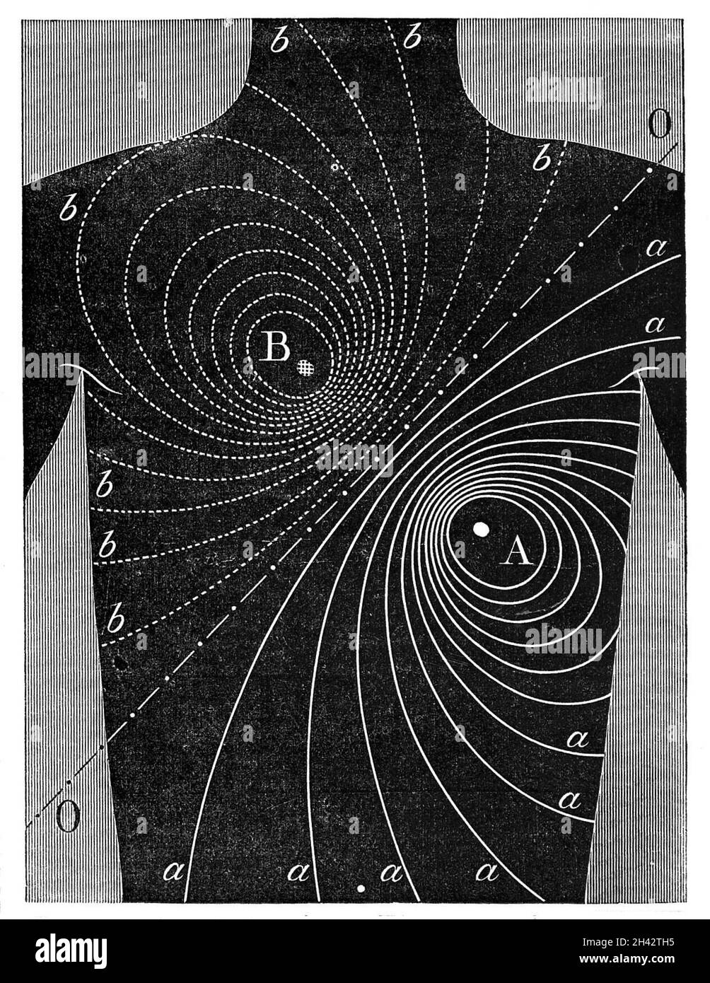 A.D. Waller, „Eigenschaften des menschlichen Herzens“ Stockfoto