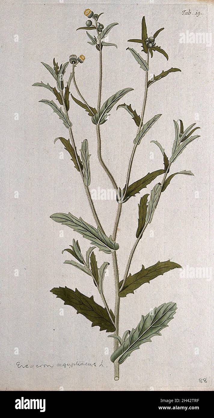 Fleaban (Erigeron sp.): Blühender und fruchtiger Stamm. Farbstich nach F. von Scheidl, 1776. Stockfoto