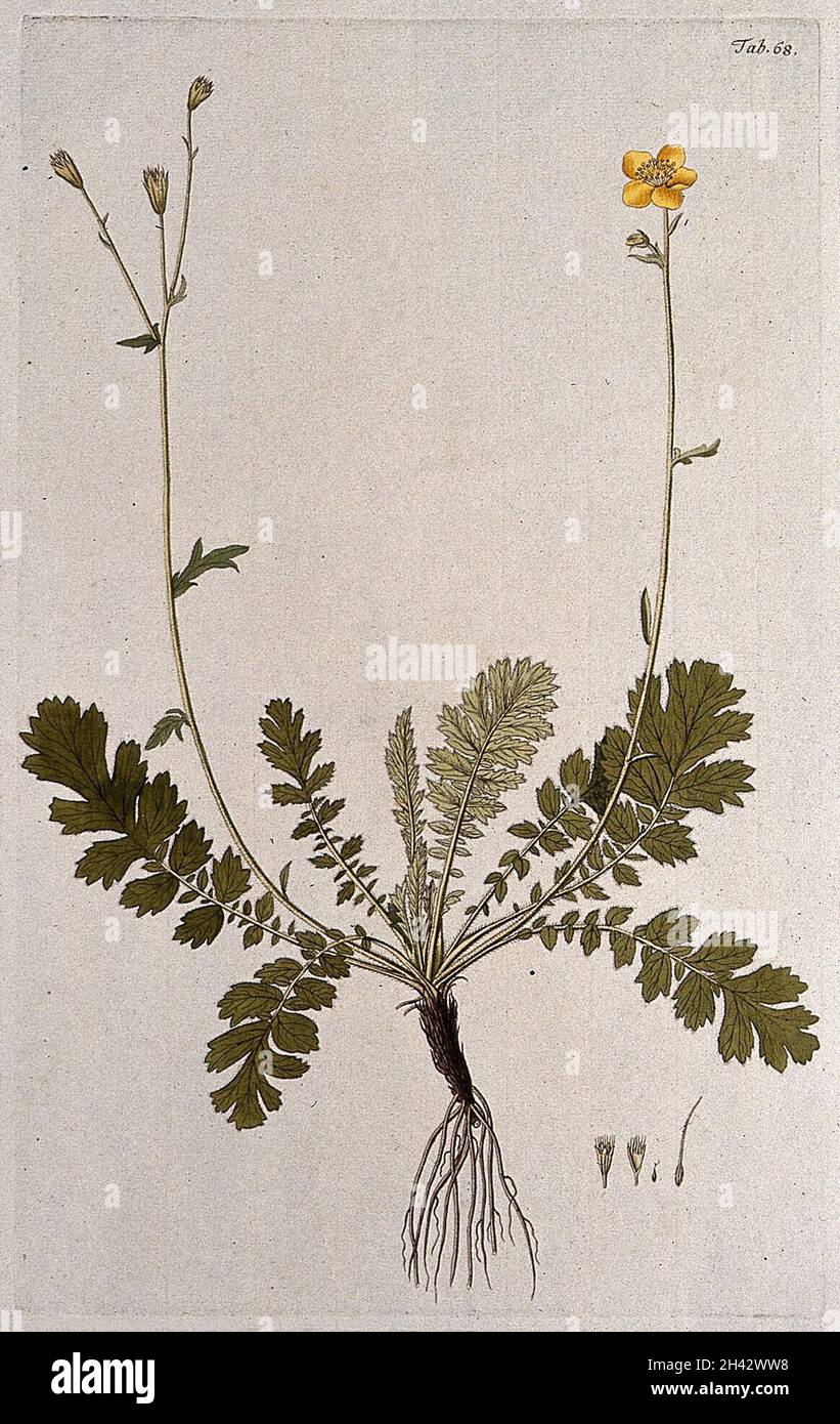 Bergavenen (Dryas geoides): Gesamte Blüh- und Fruchtpflanze mit separaten floralen Segmenten. Farbstich nach F. von Scheidl, 1776. Stockfoto