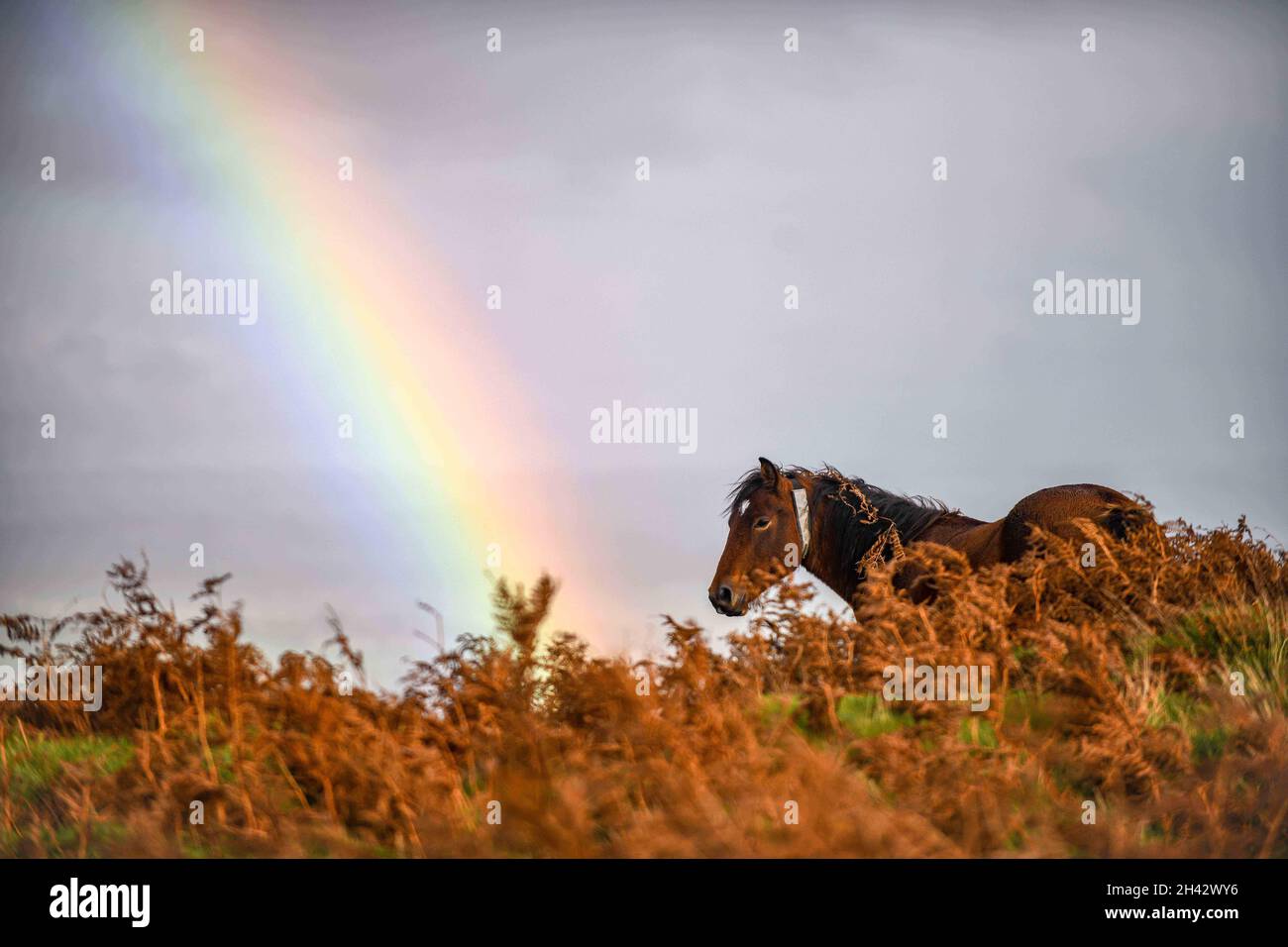 Ein Regenbogen erscheint am Himmel hinter einem wilden Pony n the Gower, an einem nassen Tag in Südwales. Die robusten Tiere haben sich seit der Römerzeit entwickelt, um wild auf der rauen Landschaft des Gower zu leben, und sind ein üblicher Anblick auf den Hügeln. Stockfoto