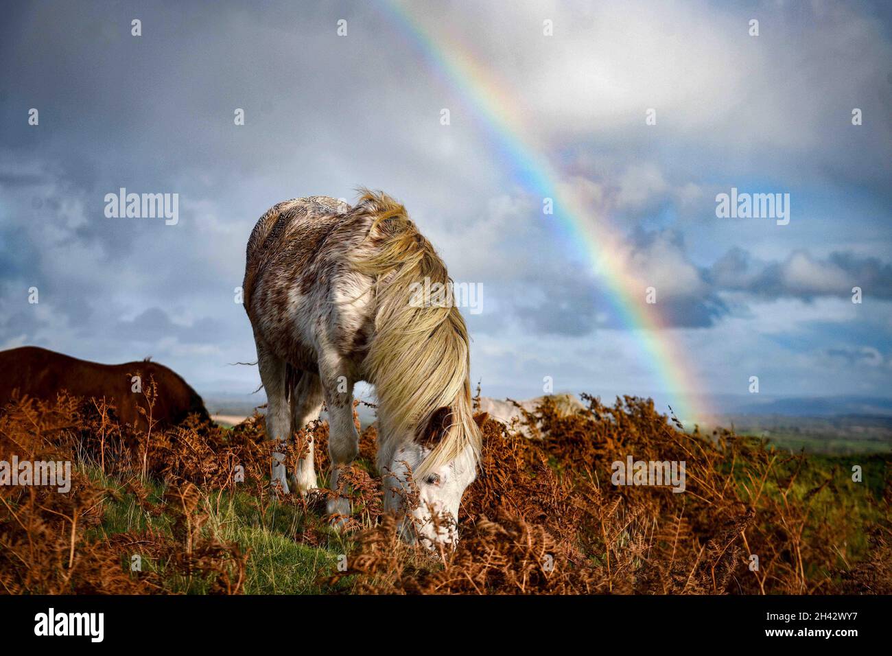 Ein wildes Pony ernährt sich auf der Gower Peninsula von Gras, während an einem nassen Tag in Südwales ein Regenbogen am Himmel erscheint. Die robusten Tiere haben sich seit der Römerzeit entwickelt, um wild auf der rauen Landschaft des Gower zu leben, und sind ein üblicher Anblick auf den Hügeln. Stockfoto