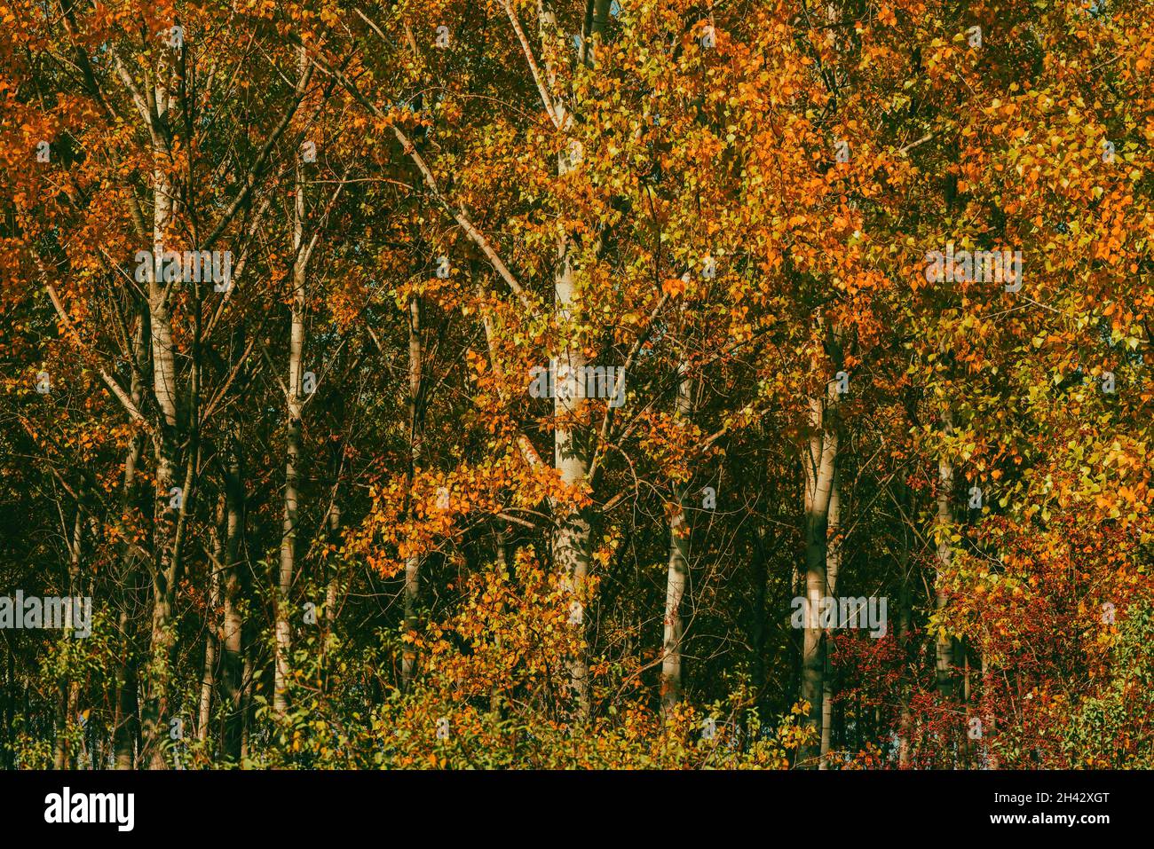 Herbstsaison und Schönheit in der Natur, schöne Pappelwaldlandschaft im oktober, orangefarbene Blätter auf hohen Bäumen Stockfoto