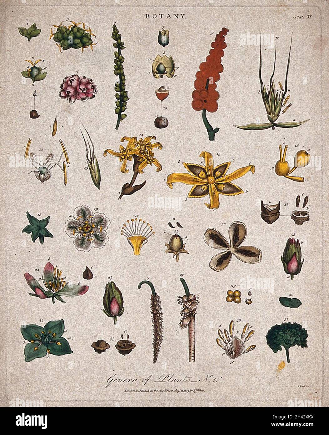 Neun verschiedene Blüten und ihre floralen Segmente. Farbige Radierung von J. Pass, c. 1799. Stockfoto