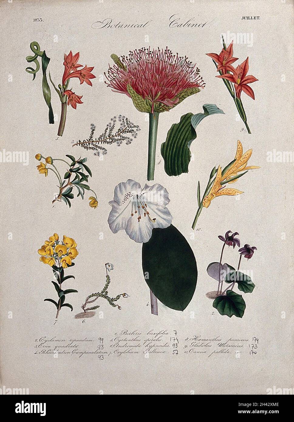 Zehn blühende Pflanzen, darunter ein Rhododendron und eine Blutsilie (Haemanthus-Art). Farbige Transferlithographie, c. 1833. Stockfoto