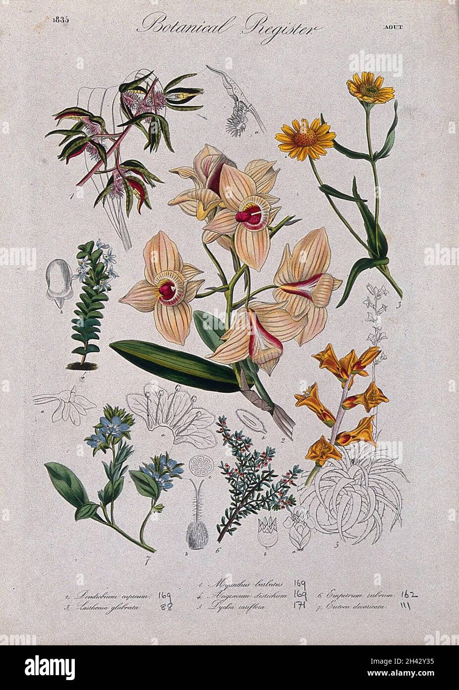 Sieben Pflanzen, darunter drei Orchideen: Blühende Stängel. Farbige Radierung, c. 1835. Stockfoto