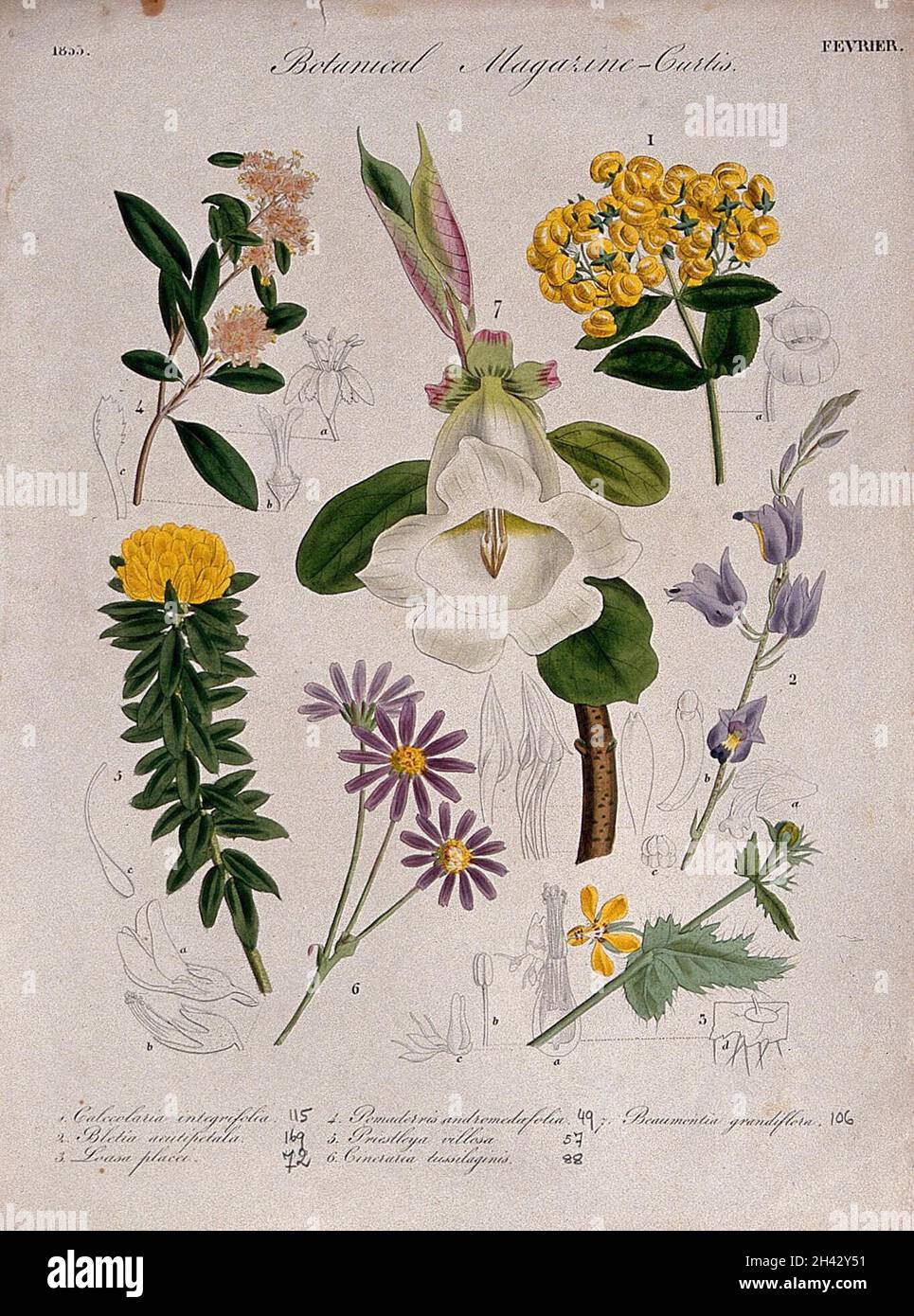 Sieben britische Gartenpflanzen: Blühende Stängel und einige florale Segmente. Farbige Radierung, c. 1833. Stockfoto