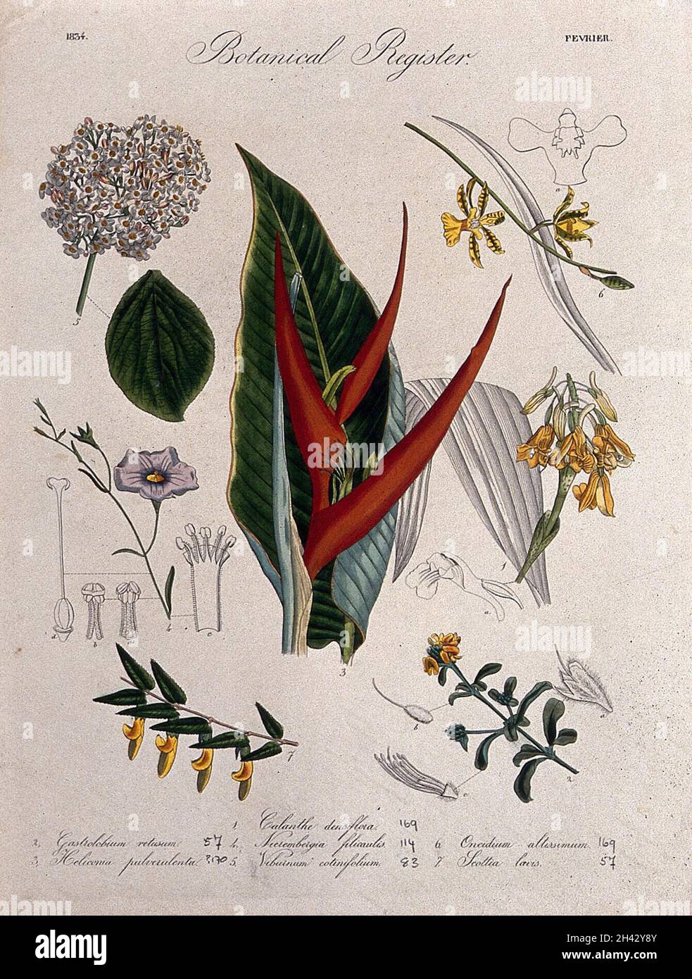 Sieben Pflanzen, darunter eine Hummer-Klaue-Blume und zwei Orchideen: Blühende Stiele. Farbige Radierung, c. 1834. Stockfoto