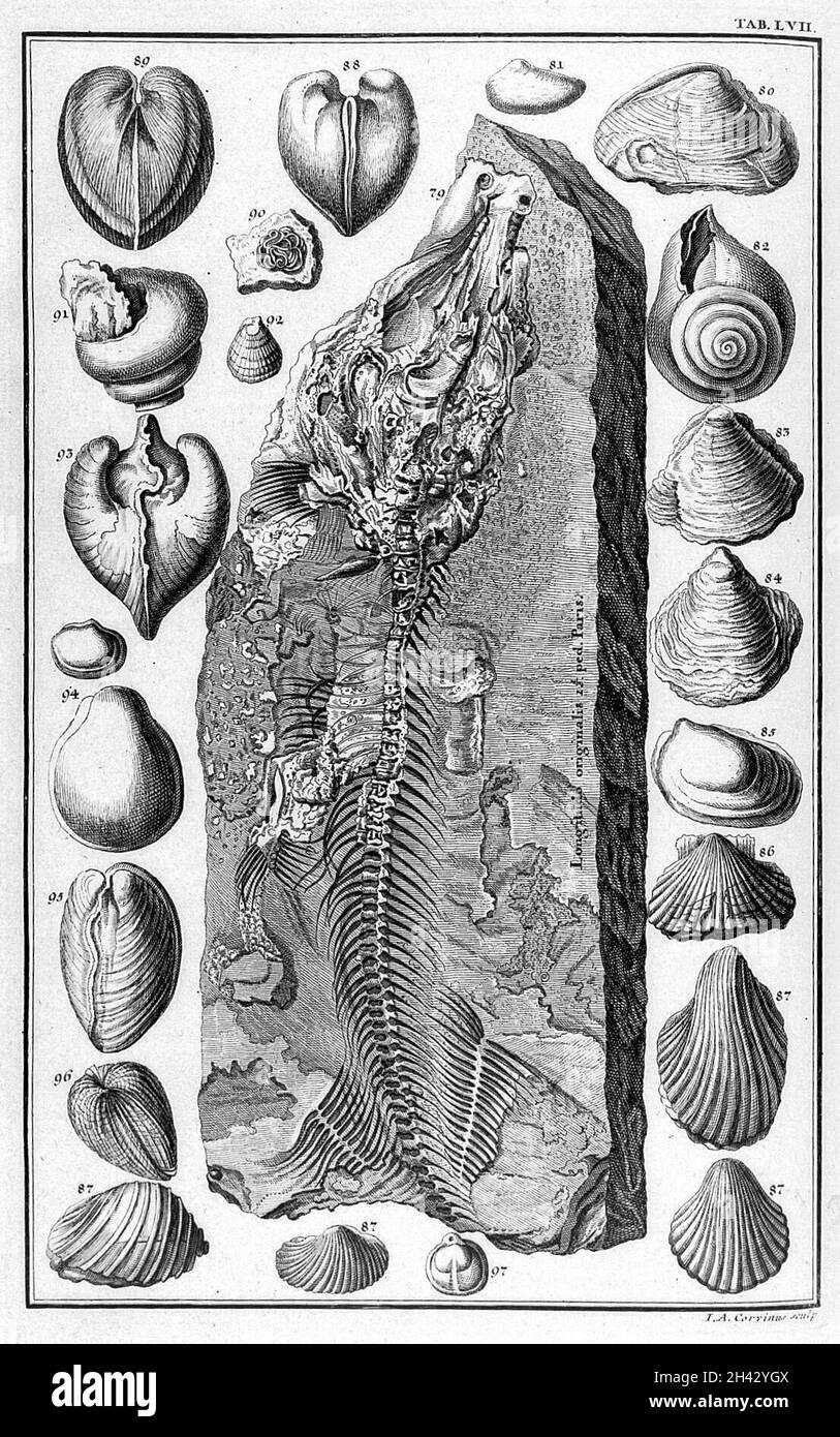 Fossilien; Scheuchzer Stockfoto