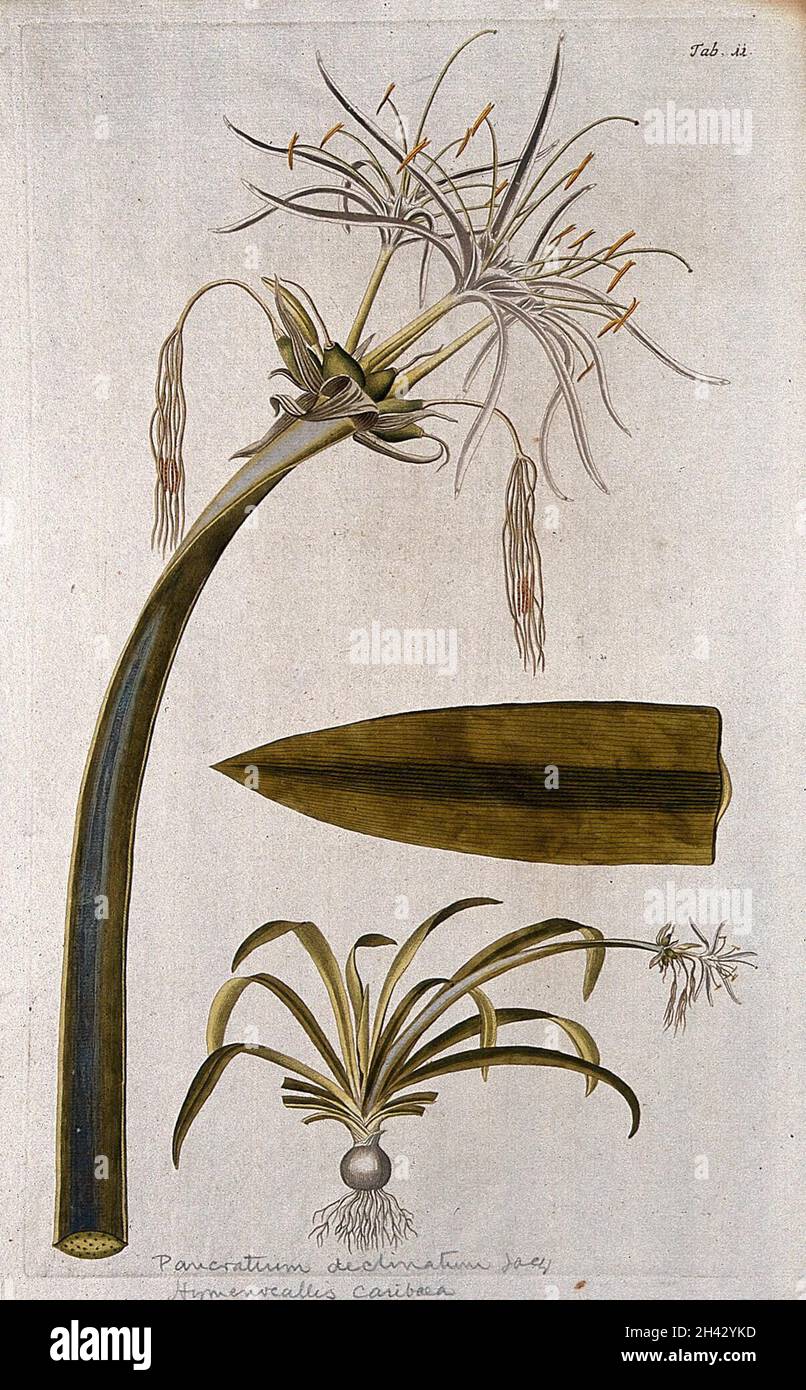 Eine Pflanze (Hymenocallis sp.), die mit peruanischem Narzissen verwandt ist: Großer Blütenstand mit separater Blütenpflanze und Blattspitze. Farbstich nach F. von Scheidl, 1776. Stockfoto