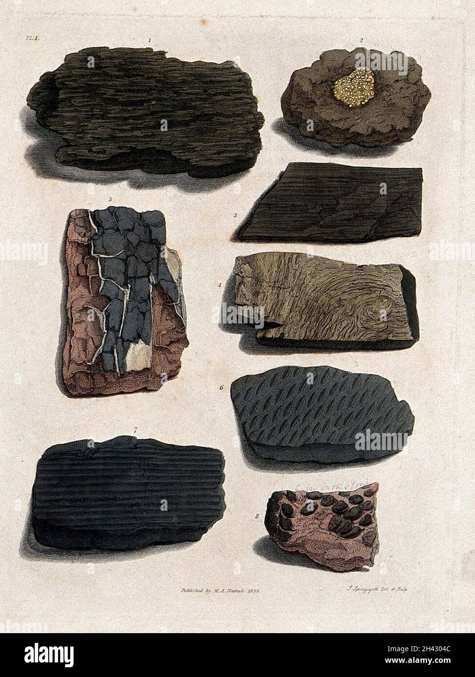 Versteinerte organische Überreste auf Steinen. Farbige Radierung von S. Springsguth. Stockfoto