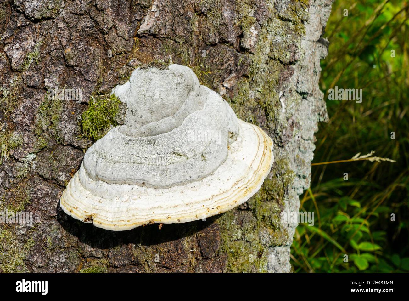 Weiße Polypore auf Birkenstamm mit großem Fruchtkörper mit Poren oder Röhren auf der Unterseite Stockfoto