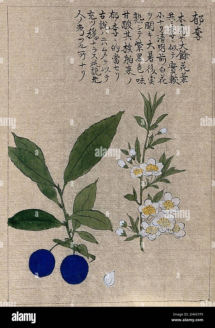 Eine Kirschpflanze (Prunus-Arten): Blühende und fruchtende Stängel. Aquarell. Stockfoto