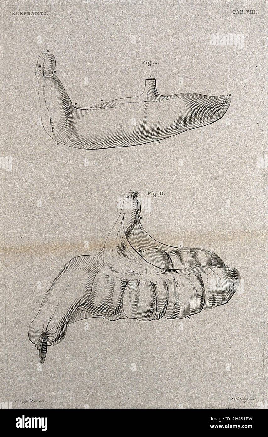Dissektion der Fortpflanzungsorgane (?) Eines männlichen Elefanten: Zwei Figuren. Radierung von R. Vinkeles 1787/1800 (?), nach P. Camper, 1774. Stockfoto Dissektion der Fortpflanzungsorgane (?) Eines männlichen Elefanten: Zwei Figuren. Radierung von R. Vinkeles 1787/1800 (?), nach P. Camper, 1774. Stockfoto
