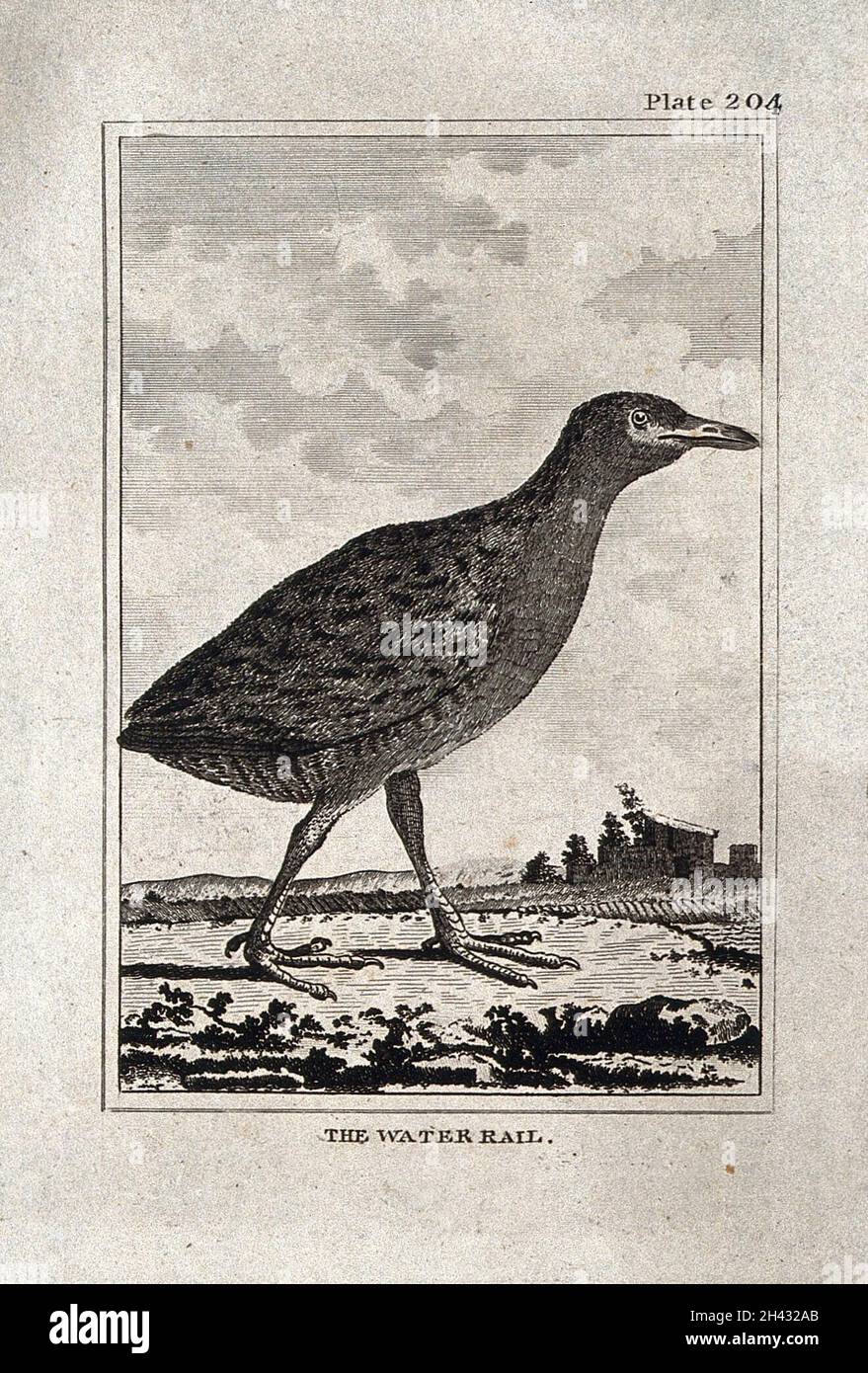 Ein Wassereisenbahn-Vogel. Radierung mit Gravur. Stockfoto