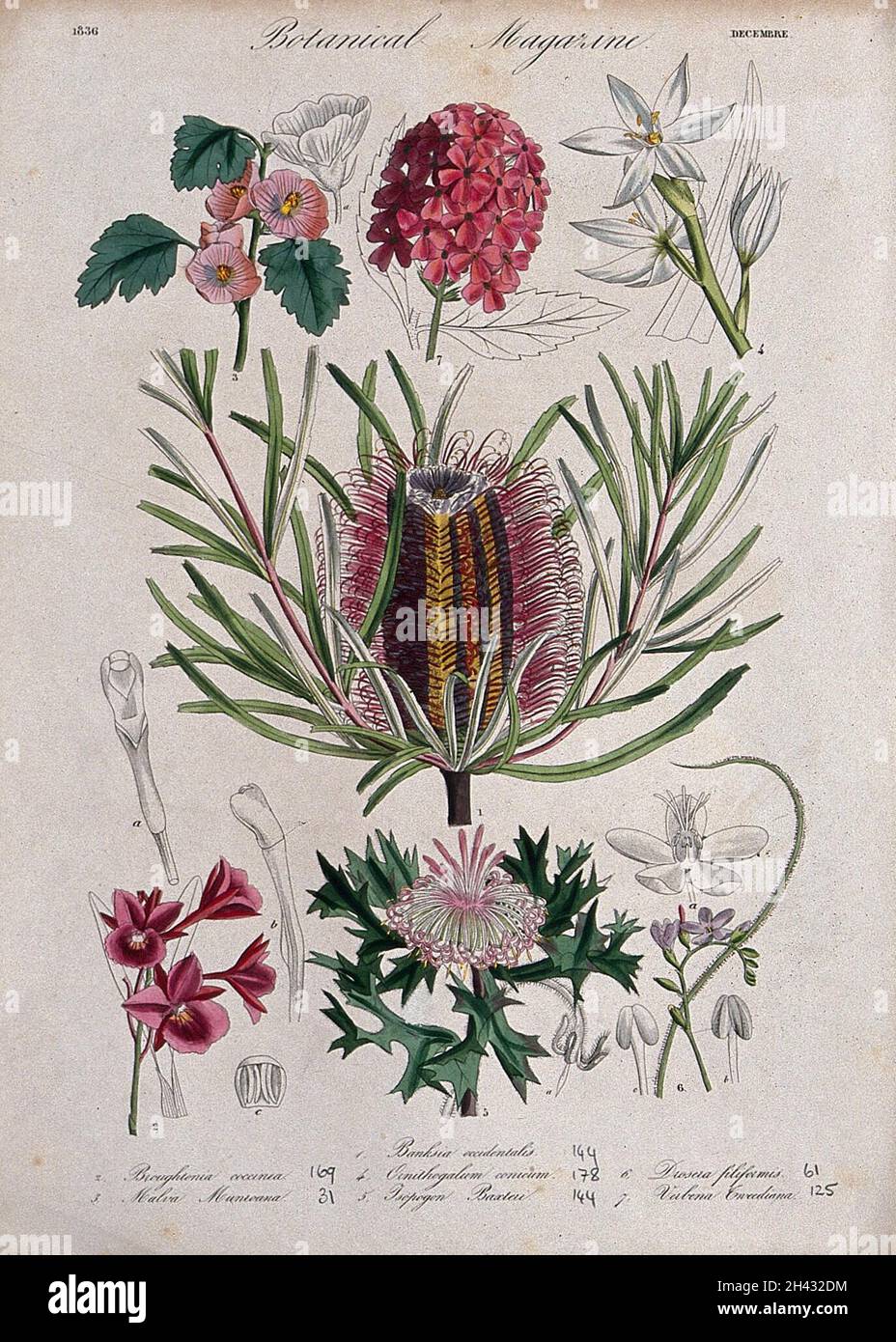 Sieben Gartenpflanzen, darunter eine Orchidee und ein australisches Geißbauch: Blühende Stängel und florale Segmente. Farbige Radierung, c. 1836. Stockfoto