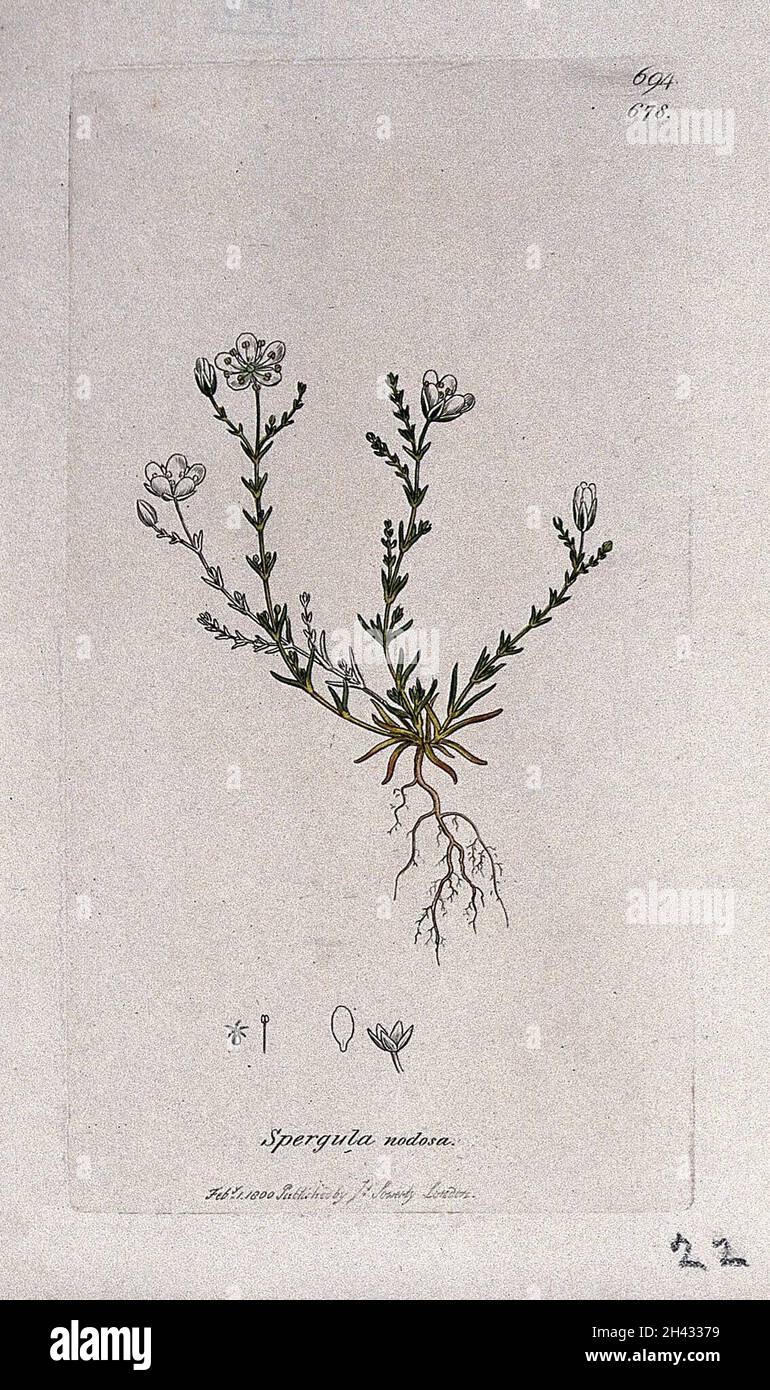 Perlkraut (Sagina nodosa): Blühende Pflanze und florale Segmente. Kolorierter Stich nach J. Sowerby, 1800. Stockfoto