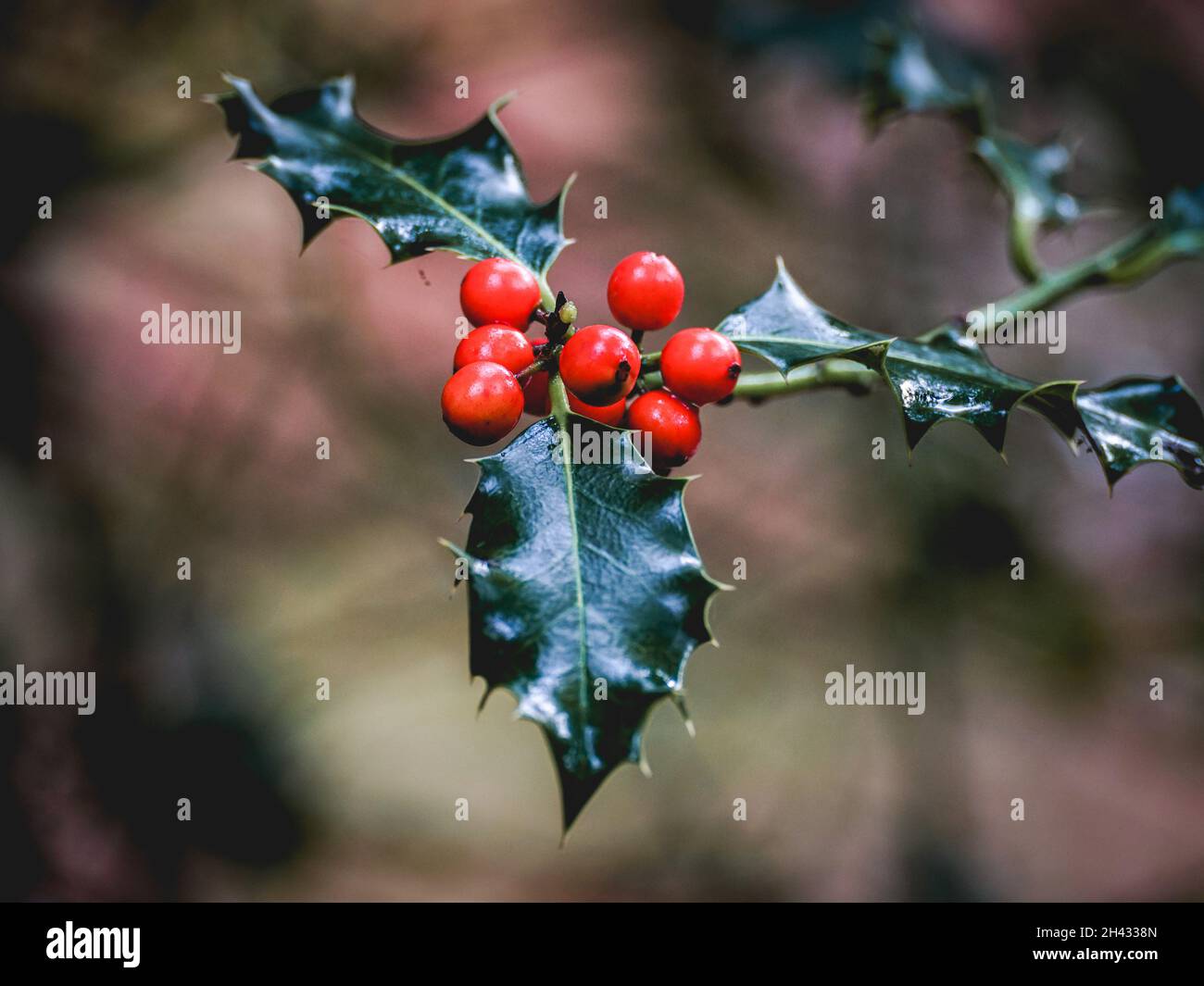 Wild Holly im Wald in den Niederlanden im Herbst, Speulderbos, Putten. Stockfoto